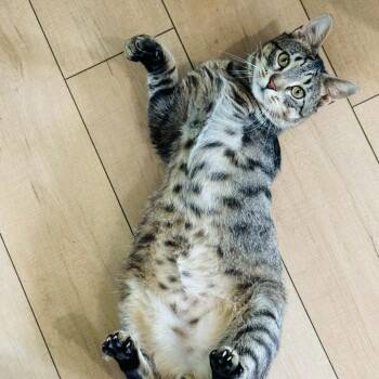 Rescue Domestic Short Hair Cats for Adoption in Stoughton, Wisconsin - Easter Egg (FELV+, Tripod) | PetCurious