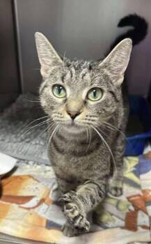 Rescue Domestic Short Hair Cats for Adoption in Annapolis, Maryland - Quinn | PetCurious