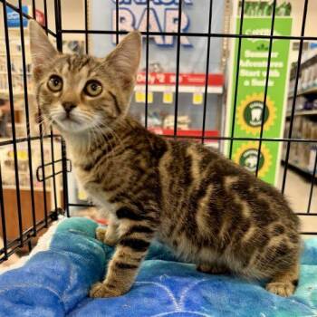 Myke -  Tabby and Domestic Short Hair Cat for Adoption in Knoxville, Tennessee - Myke | PetCurious