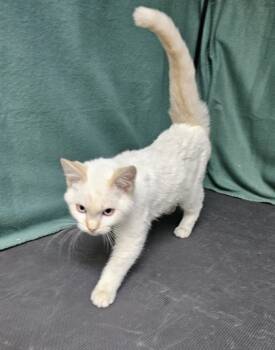 Rescue Siamese and Domestic Short Hair Cats for Adoption in Freeport, Illinois - Billy | PetCurious