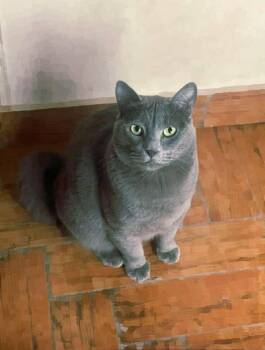 Smokey (lap cat, dogs, cats, kids) -  Domestic Short Hair Cat for Adoption in Fairfax, Virginia - Smokey (lap Cat, Dogs, Cats, Kids) | PetCurious