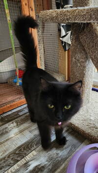 Rescue Domestic Long Hair Cats for Adoption in Crossville, Tennessee - Its OK Silky | PetCurious