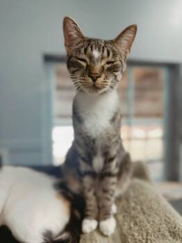 Domestic Short Hair Cats Available for Adoption - Lyra - Bonded To Isabelle | PetCurious