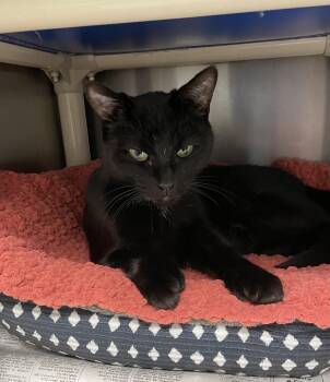 Luna -  American Shorthair Cat Available for Adoption in North Kingstown, Rhode Island - Luna | PetCurious