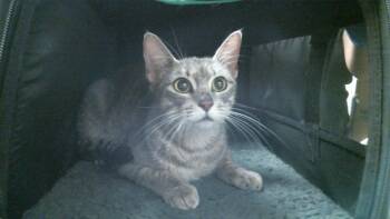 A2098028 -  Domestic Short Hair Cat for Adoption in Houston, Texas - A2098028 | PetCurious