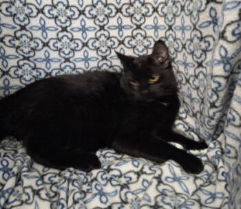 Rescue Domestic Short Hair Cats for Adoption in Lake City, Michigan - 6686 (Karma) | PetCurious