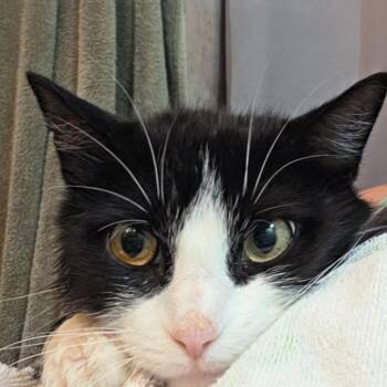 Minnie -  Domestic Short Hair Cat for Adoption in Bel Air, Maryland - Minnie | PetCurious