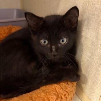 Banjo -  Domestic Short Hair Cat for Adoption in Webster, Texas - Banjo | PetCurious