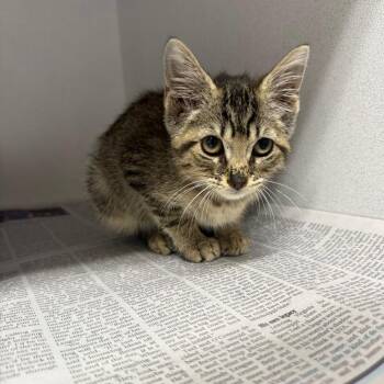Mary -  Domestic Short Hair Cat for Adoption in New York, New York - Mary | PetCurious