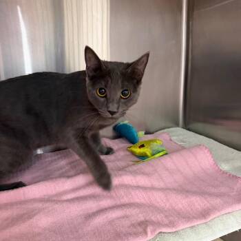 Minnie -  Domestic Short Hair Cat for Adoption in Buffalo, New York - Minnie | PetCurious