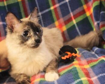 Nymph -  Siamese Cat for Adoption in New Braunfels, Texas - Nymph | PetCurious