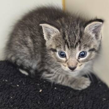 Stingray -  Domestic Short Hair Cat for Adoption in Hinesville, Georgia - Stingray | PetCurious