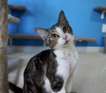 Rescue Tabby and Domestic Short Hair Cats for Adoption in Buford, Georgia - Curtis | PetCurious