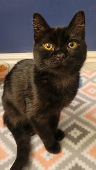 Rescue Domestic Short Hair Cats for Adoption in Fruit Heights, Utah - Luci | PetCurious