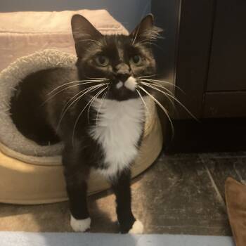 Rescue Domestic Medium Hair Cats for Adoption in Fairfax Station, Virginia - Silly String | PetCurious