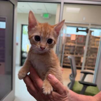 Debbie -  Domestic Short Hair Cat for Adoption in Englewood, Florida - Debbie | PetCurious