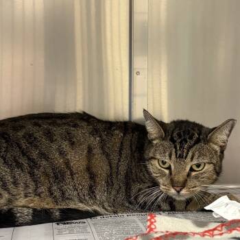 Rescue Domestic Short Hair Cats for Adoption in Milton, Florida - Grace | PetCurious