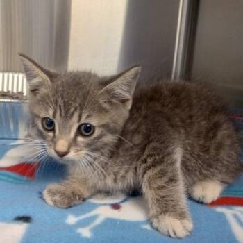 Atlas -  Domestic Short Hair Cat for Adoption in Parkersburg, West Virginia - Atlas | PetCurious