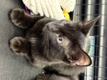 Rescue Domestic Short Hair Cats for Adoption in Austintown, Ohio - Onyx | PetCurious