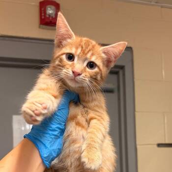 Phineas -  Domestic Short Hair Cat for Adoption in Mooresville, North Carolina - Phineas | PetCurious
