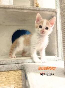 Pink Palace Kittens:  Bobinsky -  Domestic Short Hair Cat for Adoption in Council Bluffs, Iowa - Pink Palace Kittens:  Bobinsky | PetCurious