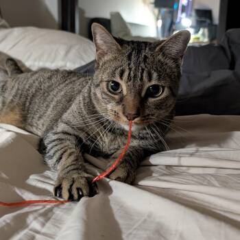 Domestic Short Hair Cats Available for Adoption - Minuo - Lap Cat! | PetCurious