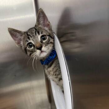 Handyman -  Domestic Short Hair Cat for Adoption in Redwood City, California - Handyman | PetCurious