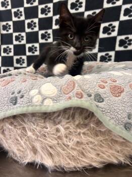 Sage -  Domestic Short Hair Cat for Adoption in New Cumberland, West Virginia - Sage | PetCurious