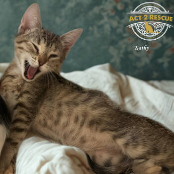 Rescue Domestic Short Hair Cats for Adoption in Riverside, California - Kathy | PetCurious