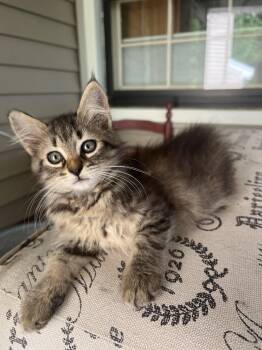 Olive -  Domestic Short Hair Cat for Adoption in Hickory, North Carolina - Olive | PetCurious
