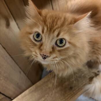 Domestic Long Hair Cats Available for Adoption in Spokane Valley, Washington - Marley | PetCurious