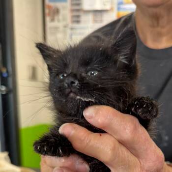 Salsa -  Domestic Short Hair Cat for Adoption in Ponca City, Oklahoma - Salsa | PetCurious