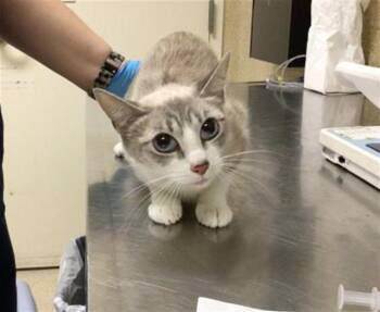BELLS -  Domestic Short Hair Cat for Adoption in Riverside, California - BELLS | PetCurious