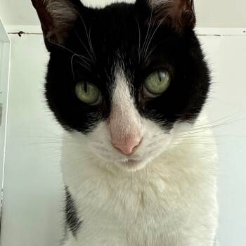 Rescue Domestic Short Hair Cats for Adoption in Los Angeles, California - Leah | PetCurious