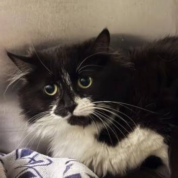 Domestic Short Hair Cats Available for Adoption in Richmond, Virginia - Chess | PetCurious