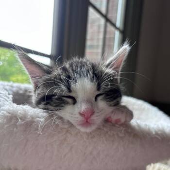 Winston -  Domestic Short Hair and Siamese Cat for Adoption in Carmel, Indiana - Winston | PetCurious