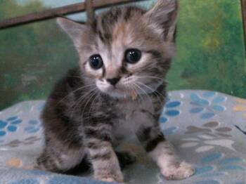 Domestic Short Hair Cats Available for Adoption in Houston, Texas - BASIL | PetCurious
