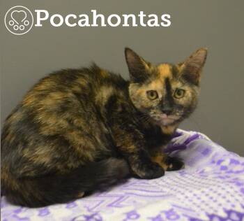 Rescue Domestic Short Hair Cats for Adoption in Montreal, Quebec - Pocahontas | PetCurious