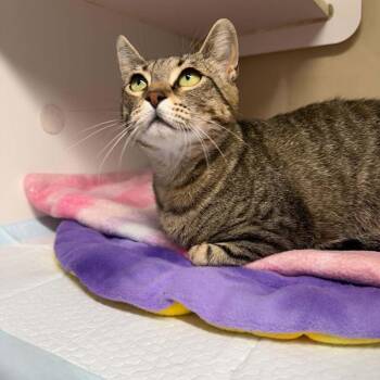 Triple Love Bug -  Domestic Short Hair Cat for Adoption in Bentonville, Arkansas - Triple Love Bug | PetCurious