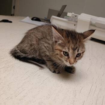 Domestic Short Hair Cats Available for Adoption in Dallas, Texas - Turtle | PetCurious