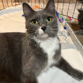 Rescue Domestic Short Hair Cats for Adoption in Merrifield, Virginia - Candy Corn Hyattsville | PetCurious