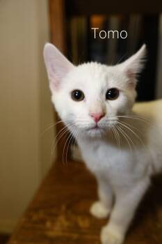 Rescue Domestic Short Hair Cats for Adoption - Tomo | PetCurious