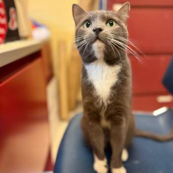 Ginger Ale -  Domestic Short Hair Cat Available for Adoption in Fairport, New York - Ginger Ale | PetCurious