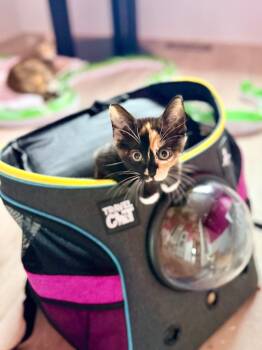 Jo -  Domestic Short Hair Cat for Adoption in Calgary, Alberta - Jo | PetCurious
