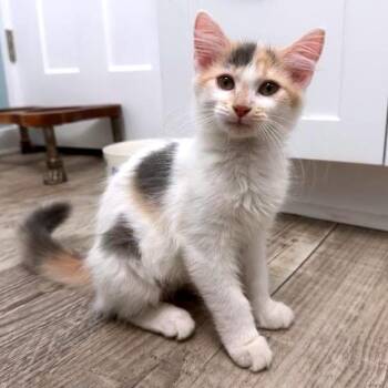 Saffron C11214 -  Domestic Short Hair Cat for Adoption - Saffron C11214 | PetCurious
