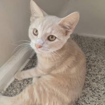 1026-69 Charlie -  Domestic Short Hair Cat for Adoption in Abingdon, Maryland - 1026-69 Charlie | PetCurious