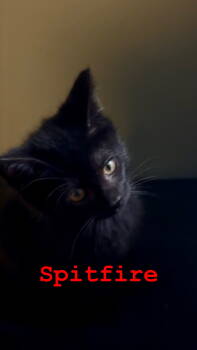 Rescue Domestic Short Hair Cats for Adoption in Hazlet, New Jersey - Spitfire | PetCurious