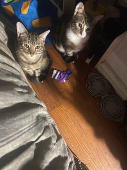 Rescue Domestic Short Hair Cats for Adoption in Clifton, New Jersey - Two Brothers Coming In | PetCurious