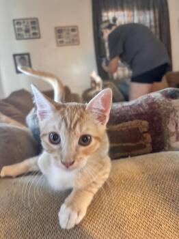 Ross ( EE) -  Tabby Cat for Adoption in Napa, California - Ross ( EE) | PetCurious