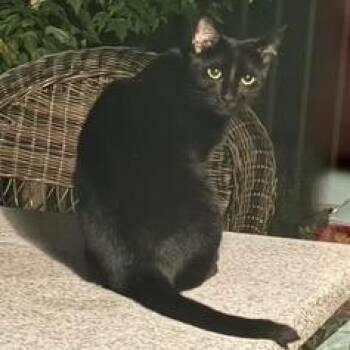 Lilith -  Domestic Short Hair Cat Available for Adoption in Jupiter, Florida - Lilith | PetCurious